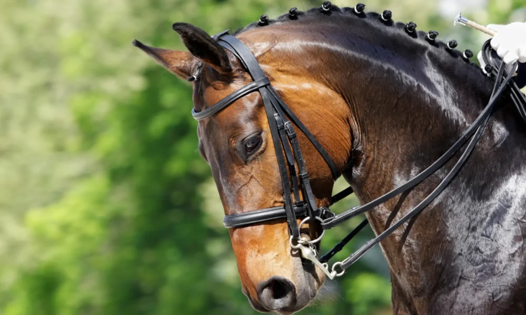 Dark bay warmblood doing dressage