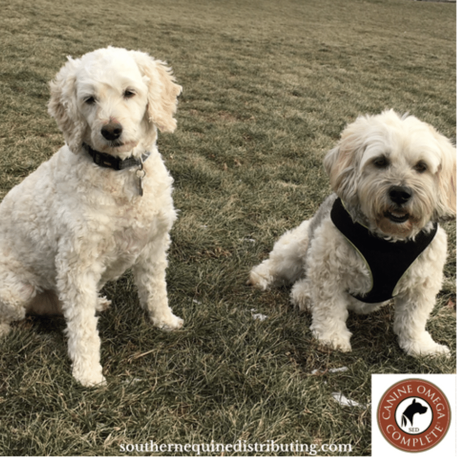 Two small white dogs sitting in a park facing the photographer