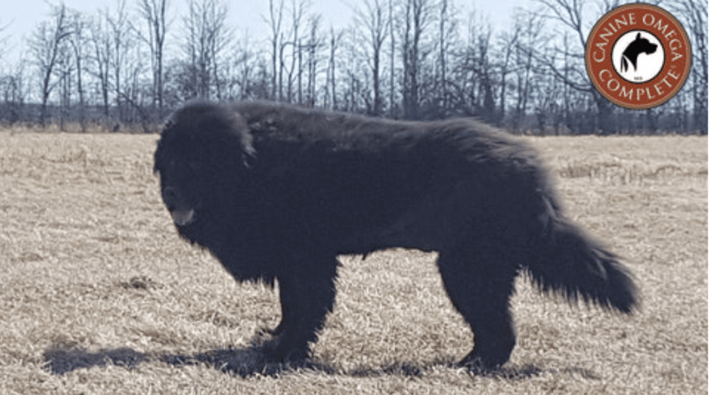 a large, black, hairy dog in a field