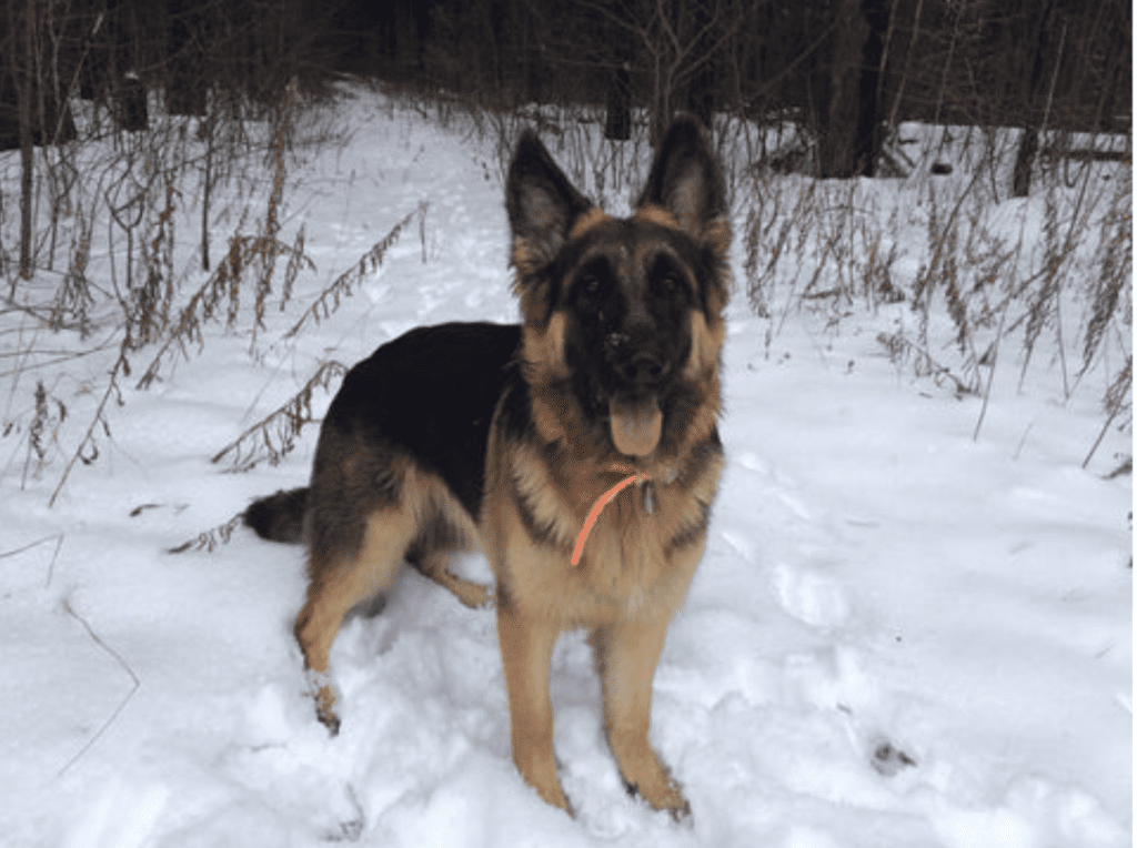 Happy German Shepherd puppy in the snow