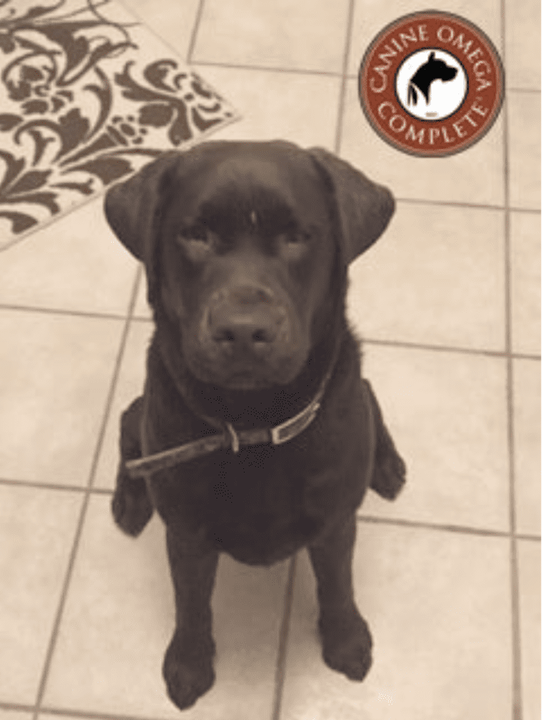 a chocolate labrador sitting in a kitchen