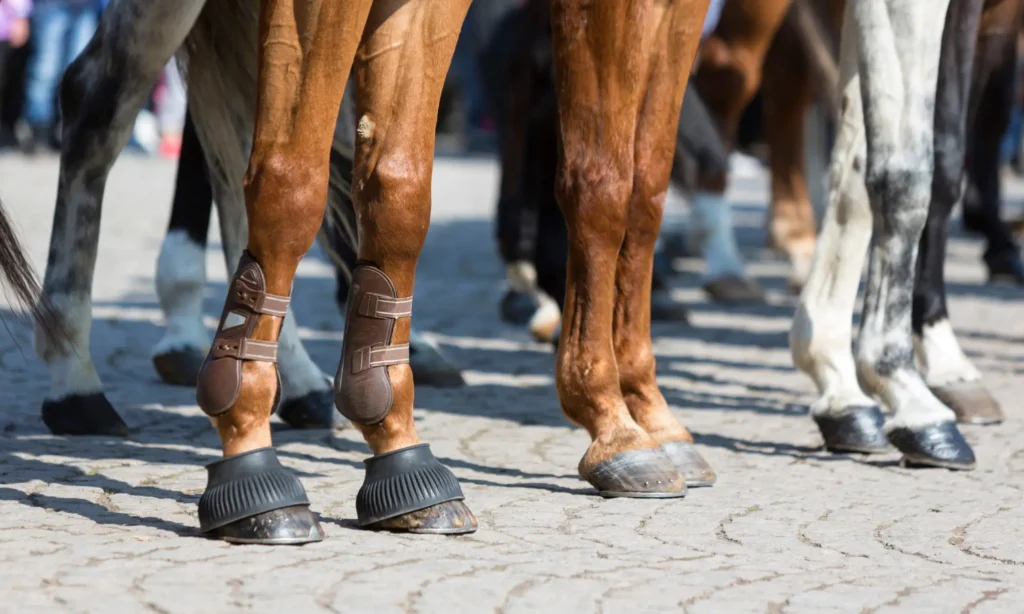 A group of horses' legs in boots