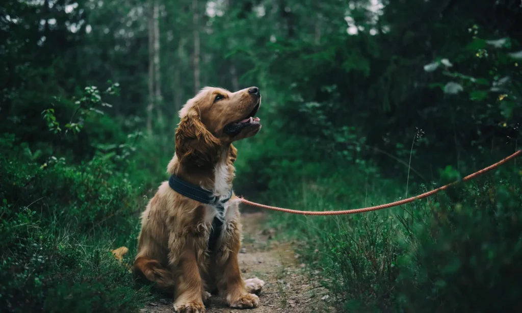 A dog in the woods showing areas that Canine Omega Complete can help.