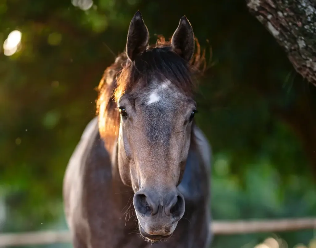 A beautiful brown horse, healthier because of Southern Equine Distributing's products