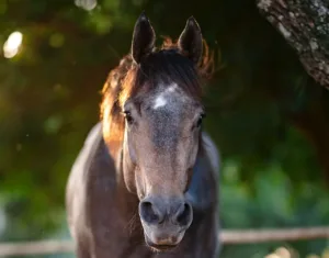 A beautiful brown horse, healthier because of Southern Equine Distributing's products
