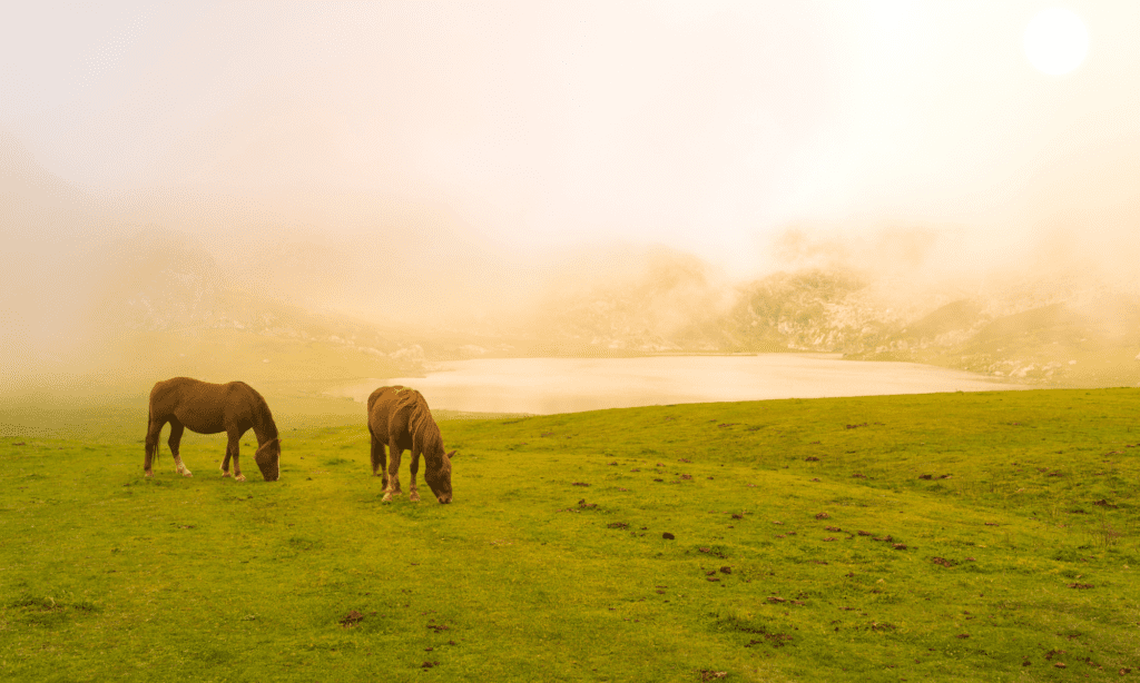 Horses grazing in a field amidst forest fire smoke.