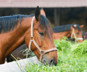 Horse Eating Grass