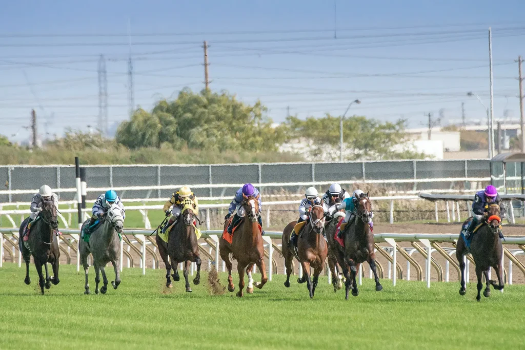 Thoroughbred horses coming down the stretch on the turf at Woodbine Racetrack