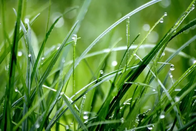 Vitmain E in Grass