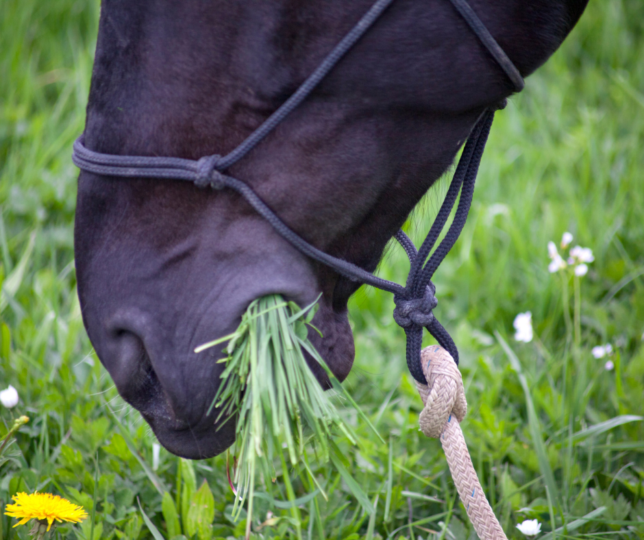 A dark horse's nose and mouth chewing grass