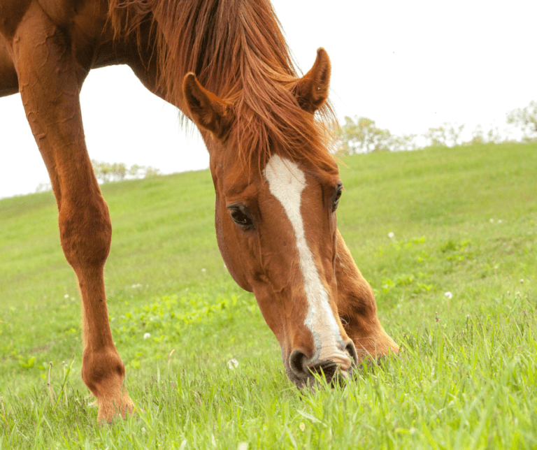Vitamin E Deficiency in Horses Causes, Symptoms, and Treatment