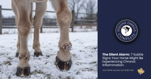 chronic inflammation in horses