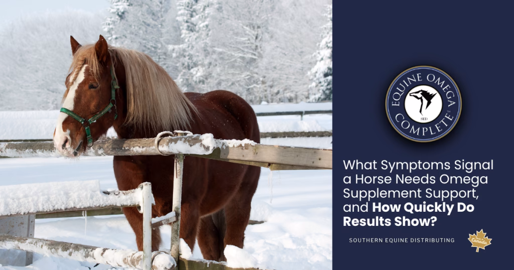 What symptoms signal a horse needs omega