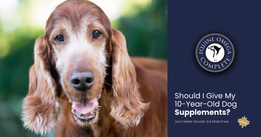 Should I Give My 10-Year-Old Dog Supplements?