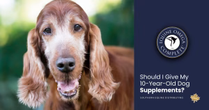 Should I Give My 10-Year-Old Dog Supplements?