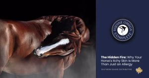 Best Omega-3 Supplements for Horses