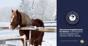 Best Horse Supplements for Winter Cold Weather Equine Supplements Nutrition Winter Horses