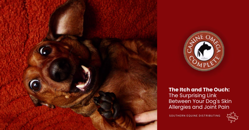 The Itch and The Ouch: The Surprising Link Between Your Dog's Skin Allergies and Joint Pain