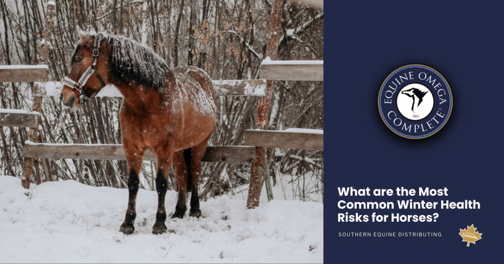 What are the Most Common Winter HEalth Risks for Horses?