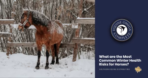 What are the Most Common Winter HEalth Risks for Horses?