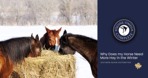 Why Does my Horse Need More Hay in the Winter