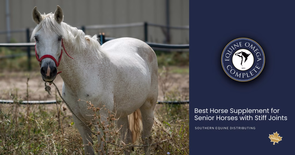 Best Horse Supplement for Senior Horses with Stiff Joints