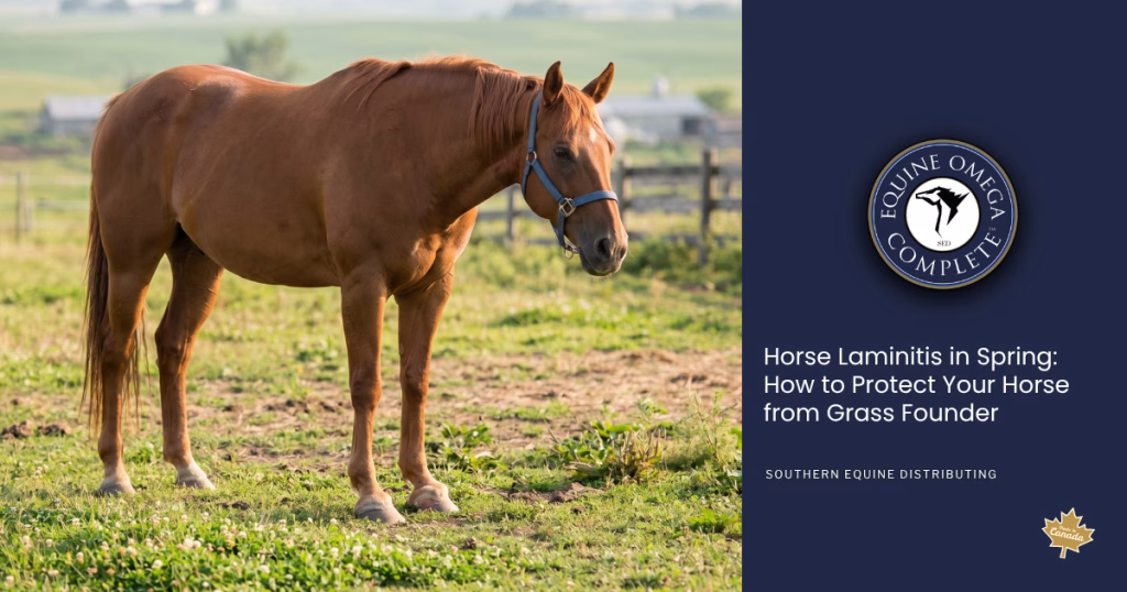 Prevent Horse Laminitis in the Spring